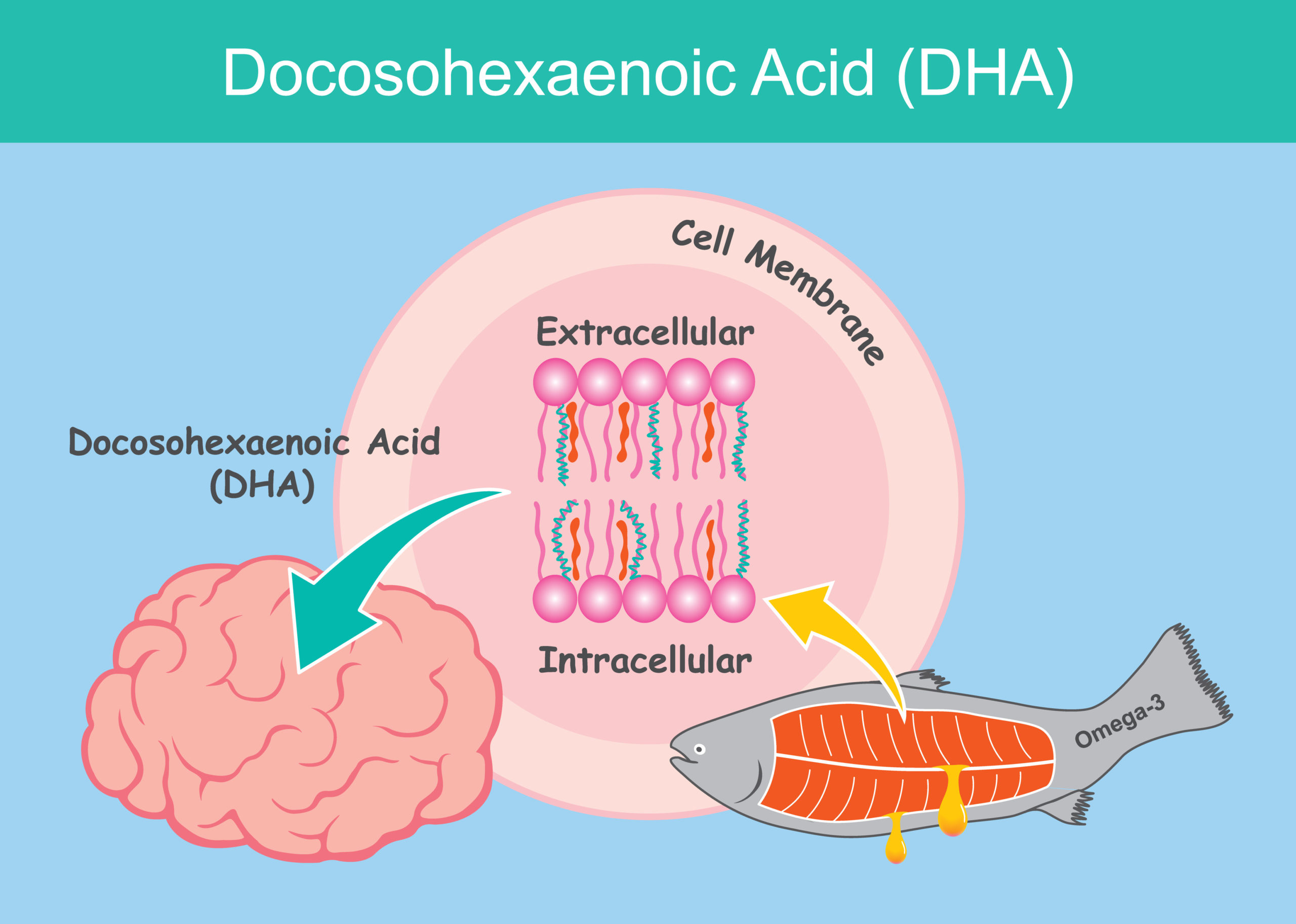 You are currently viewing Omega 3 reduces Alzheimer’s by 49%